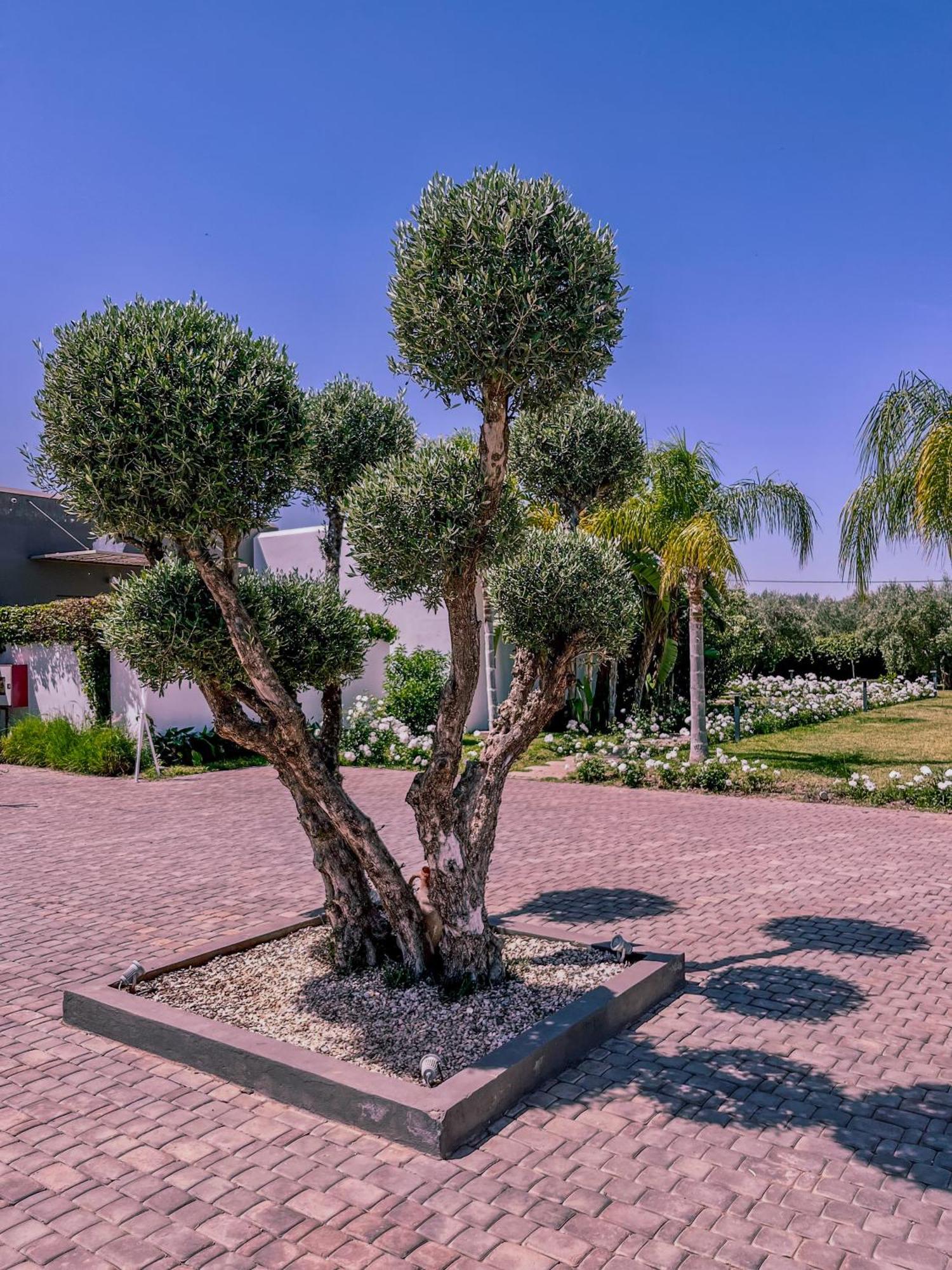 Villa Jardins D'Isa Lagouassem Exteriér fotografie